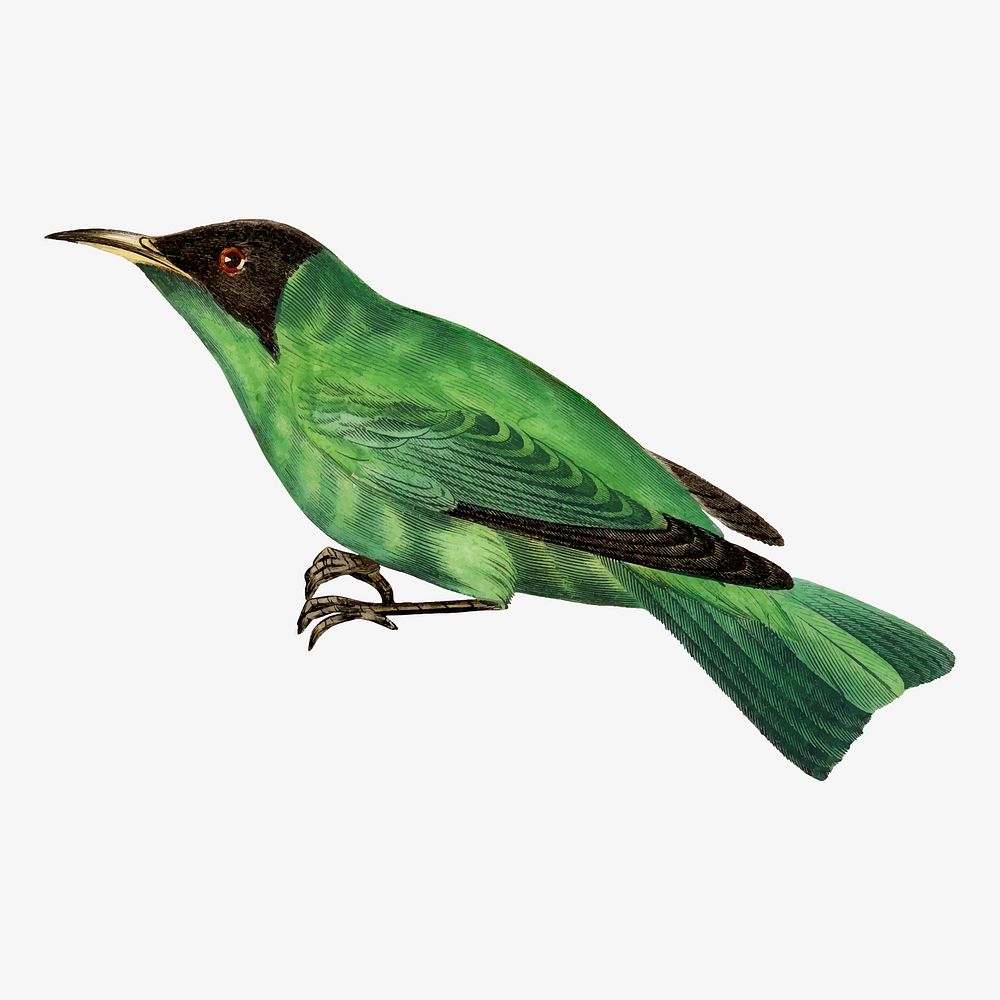 Treecreeper bird illustration, vintage aesthetic painting vector
