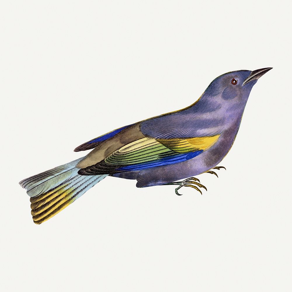 Purple bird illustration, vintage aesthetic painting