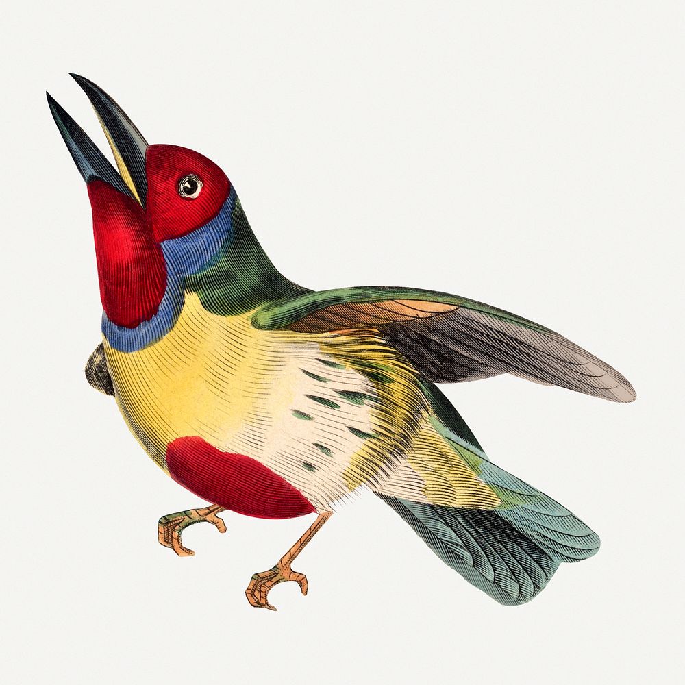 Barbet bird illustration, vintage aesthetic painting