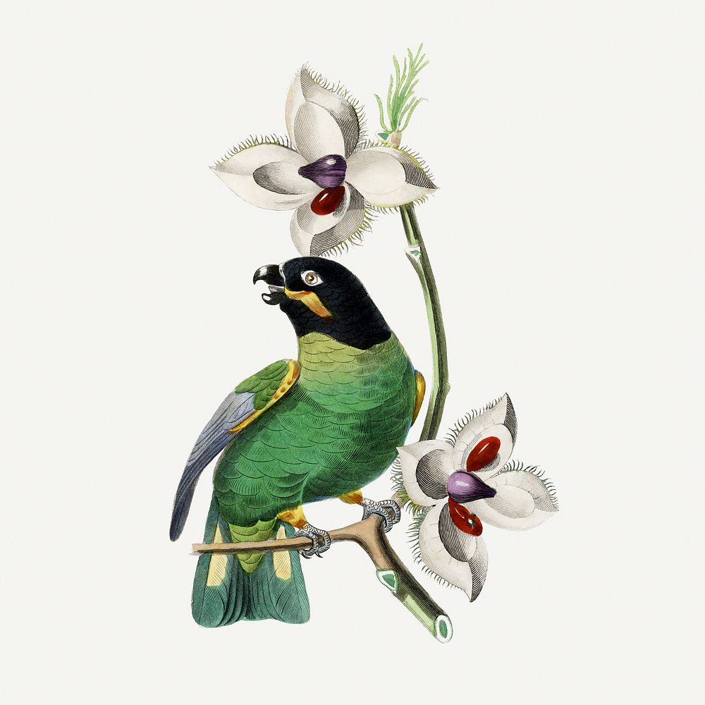 Rose ringed parakeet bird illustration, vintage aesthetic painting