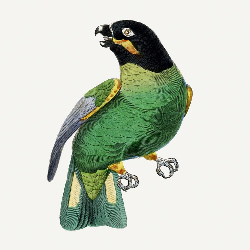 Rose ringed parakeet bird illustration, vintage aesthetic painting