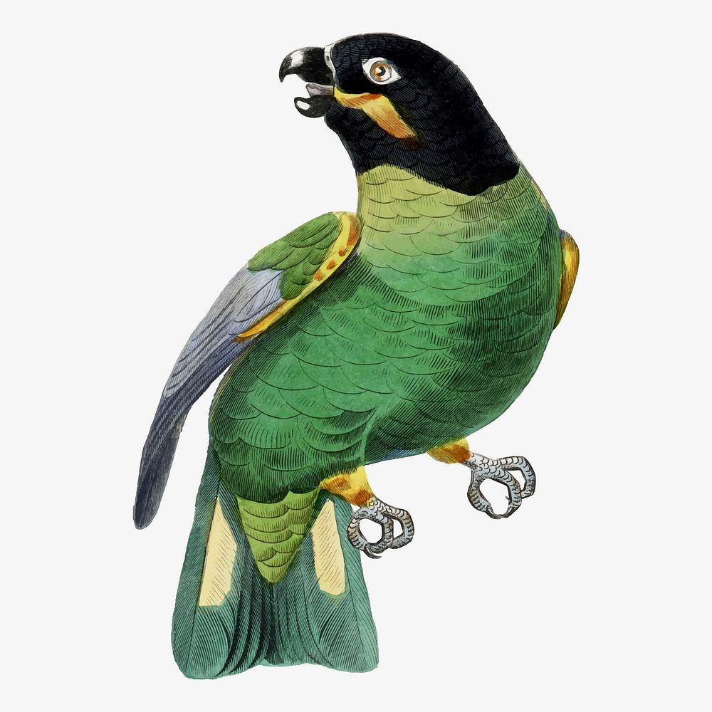 Rose ringed parakeet bird illustration, vintage aesthetic painting vector