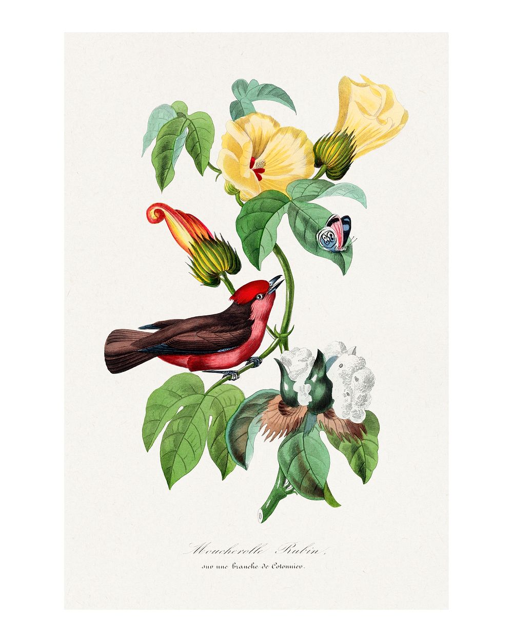 Vermilion flycatcher art print painting. Digitally enhanced from our own original copy of Le Jardin Des Plantes (1842) by…