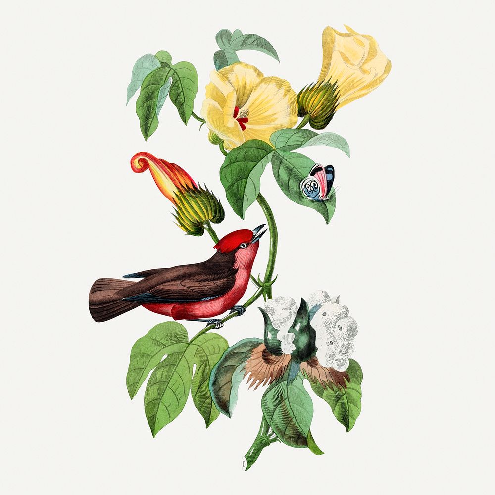Vermilion flycatcher illustration, vintage aesthetic painting