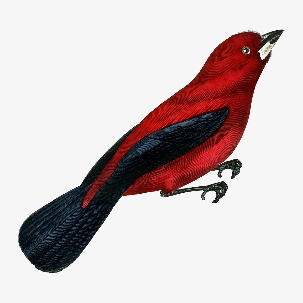 Ramphocelus bird illustration, vintage aesthetic painting vector