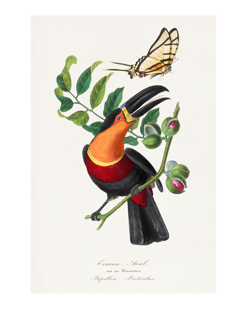 Channel billed toucan bird art print painting. Digitally enhanced from our own original copy of Le Jardin Des Plantes (1842)…