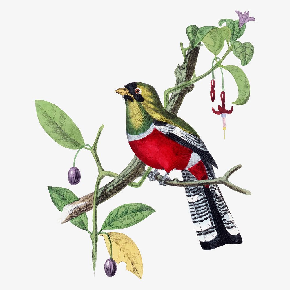 Crimson rosella bird collage element, vintage aesthetic painting vector