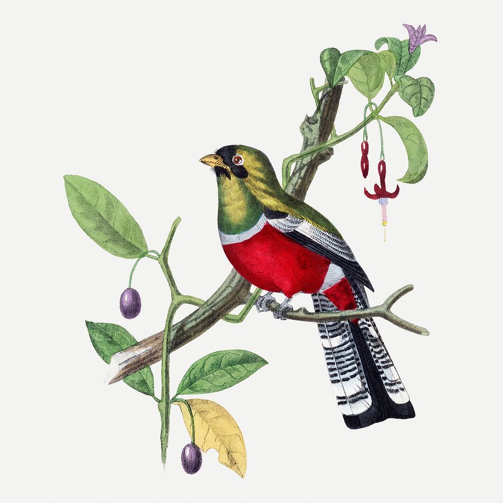 Crimson rosella bird illustration, vintage aesthetic painting psd