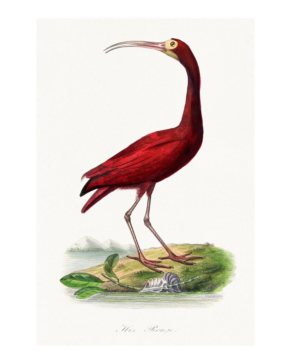 Scarlet ibis bird poster painting. Digitally enhanced from our own original copy of Le Jardin Des Plantes (1842) by Paul…