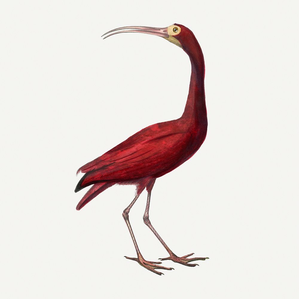 Scarlet ibis bird illustration, vintage aesthetic painting