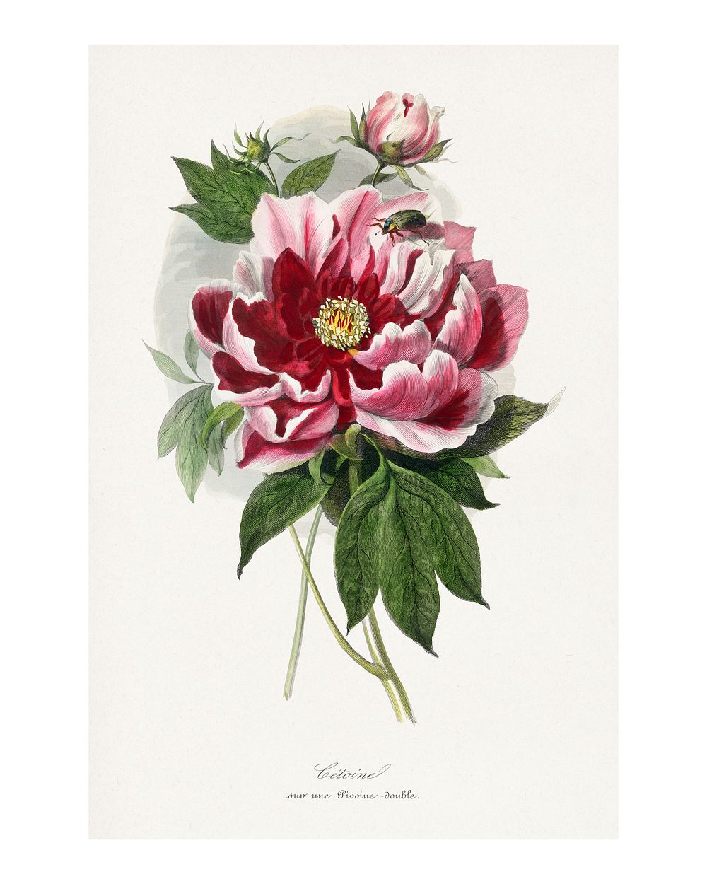 Peony flower poster painting. Digitally enhanced from our own original copy of Le Jardin Des Plantes (1842) by Paul Gervais.