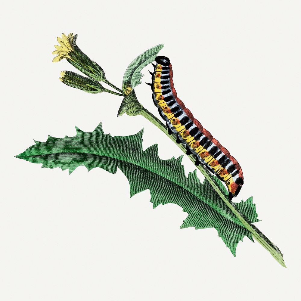 Caterpillar illustration, vintage insect painting