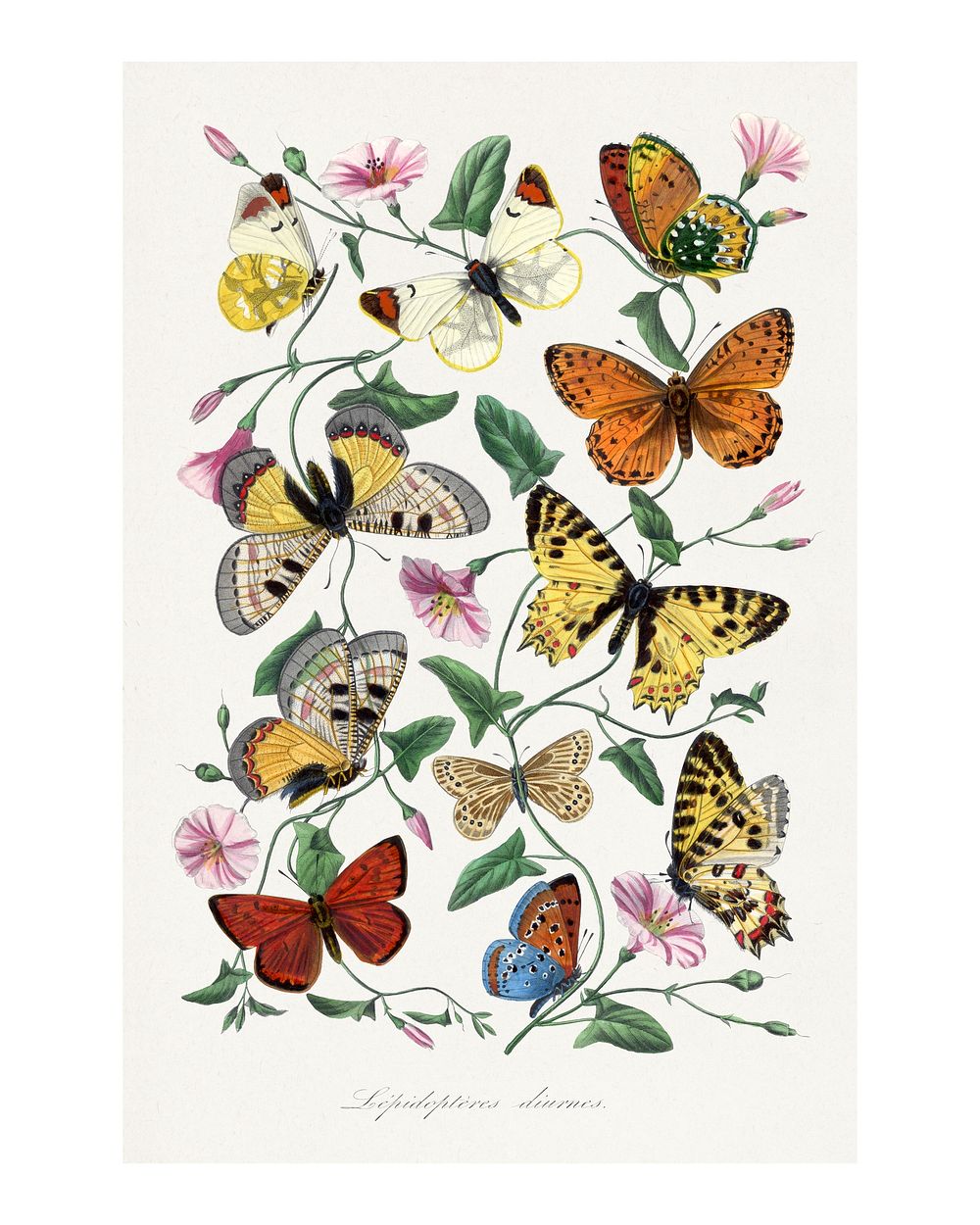 Butterfly & moth poster painting. Digitally enhanced from our own original copy of Le Jardin Des Plantes (1842) by Paul…