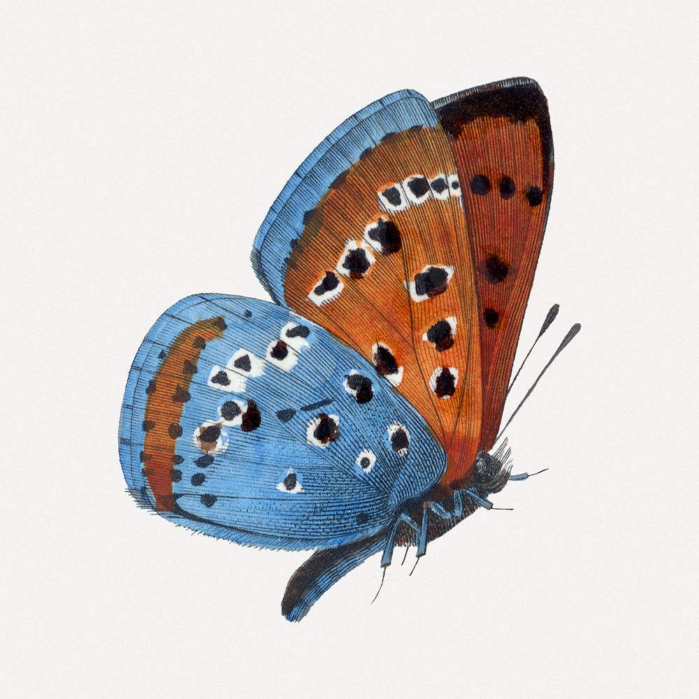 Butterfly illustration, aesthetic painting psd