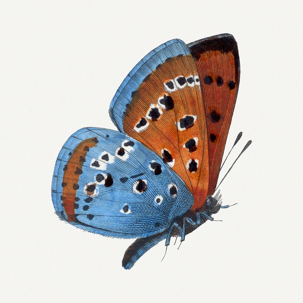 Butterfly illustration, aesthetic painting