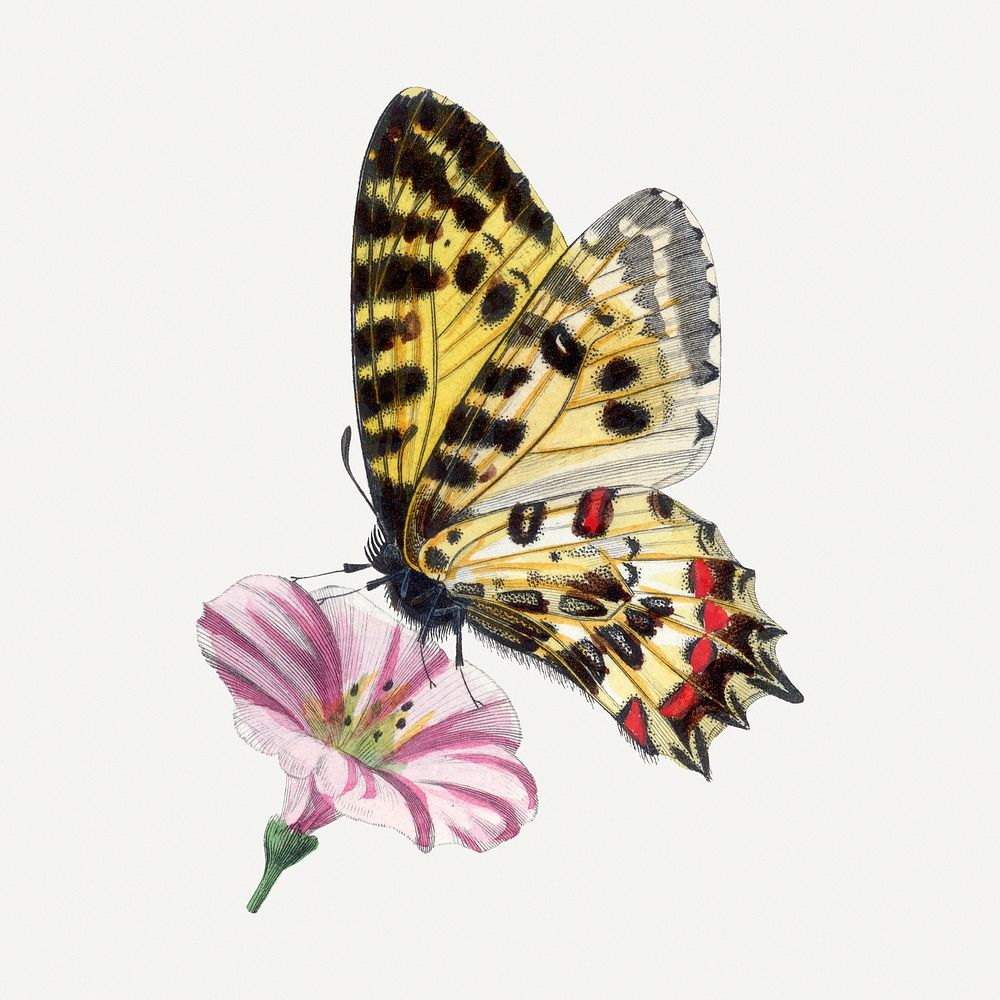 Butterfly illustration, aesthetic painting