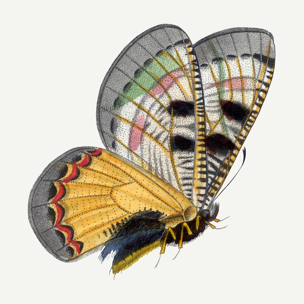 Butterfly illustration, aesthetic painting