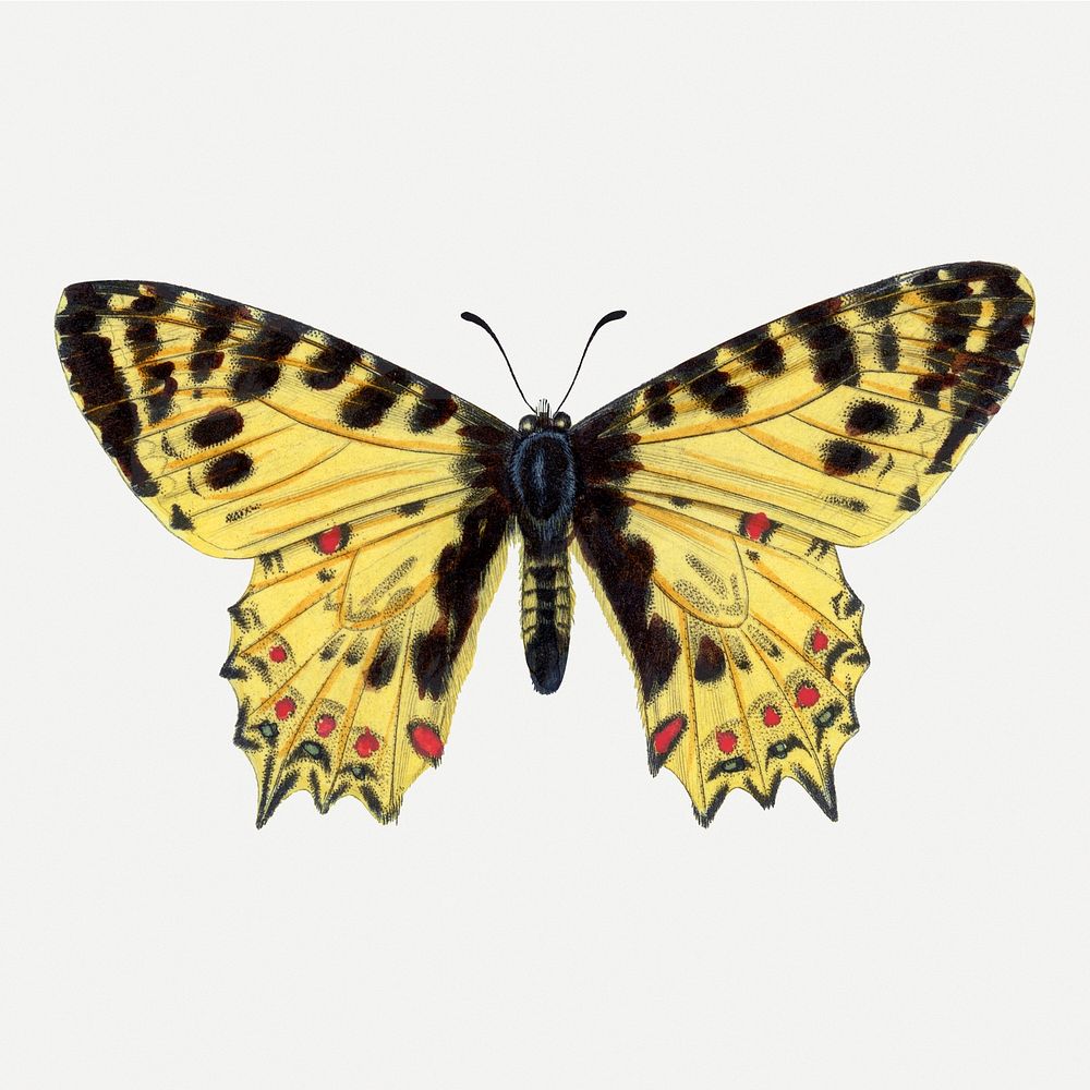 Butterfly illustration, aesthetic painting psd Premium PSD