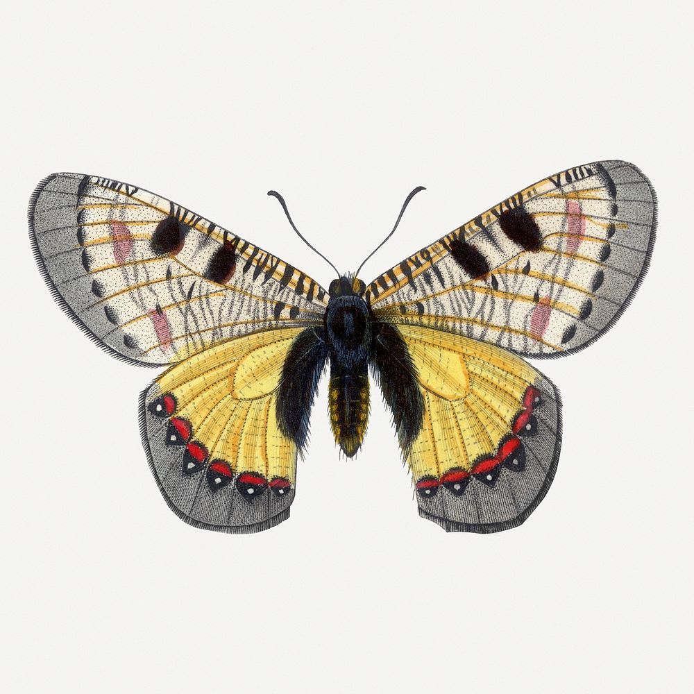 Butterfly illustration, aesthetic painting Premium Photo Illustration