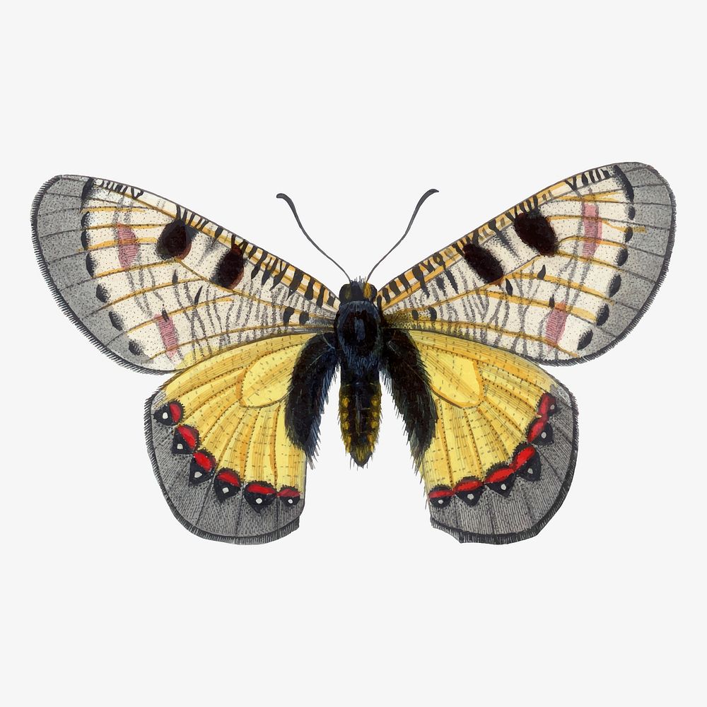 Butterfly illustration, aesthetic painting vector