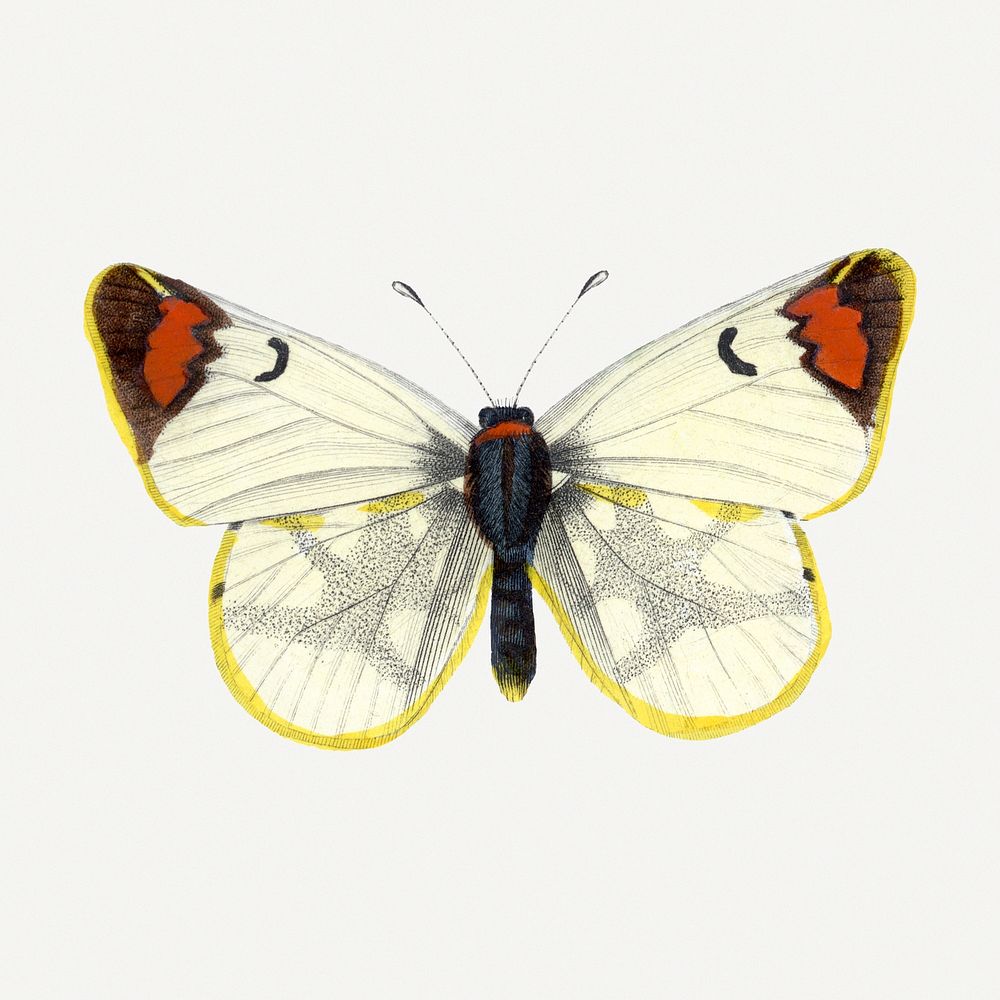 Butterfly illustration, aesthetic painting