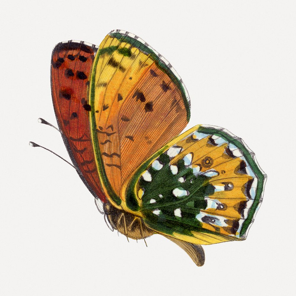 Butterfly illustration, aesthetic painting psd