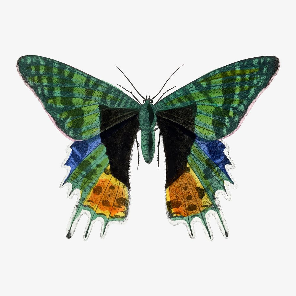 Butterfly illustration, aesthetic painting vector