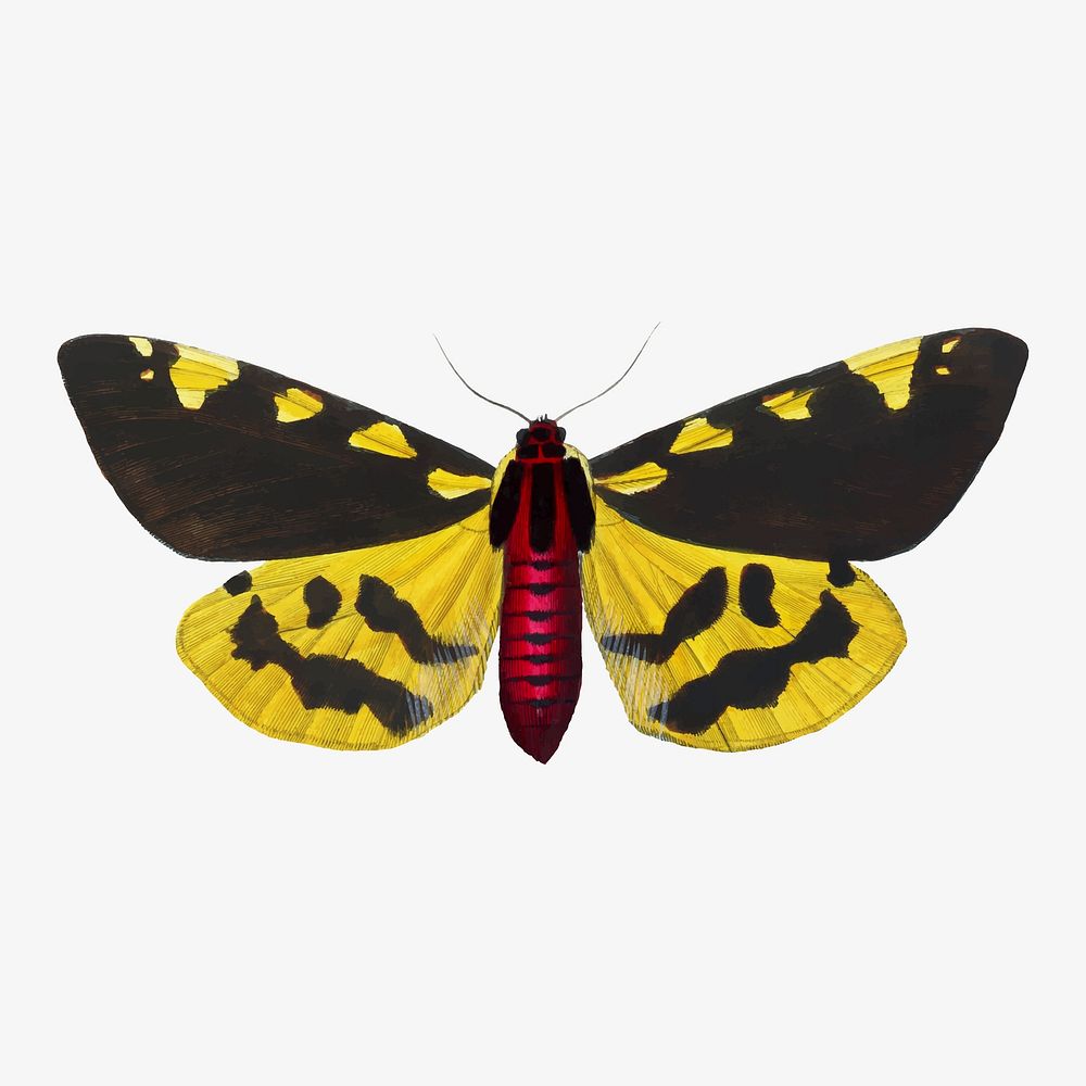 Moth illustration, aesthetic painting vector