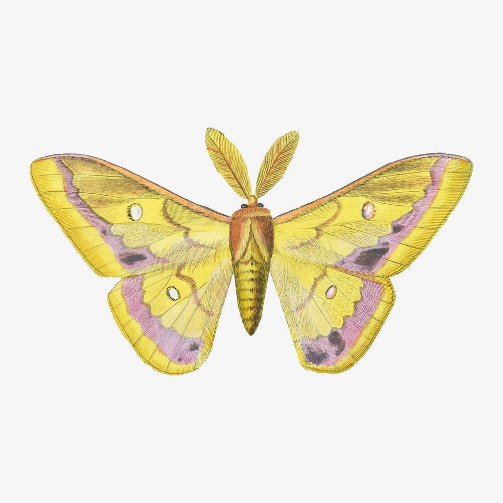 Moth illustration, aesthetic painting vector