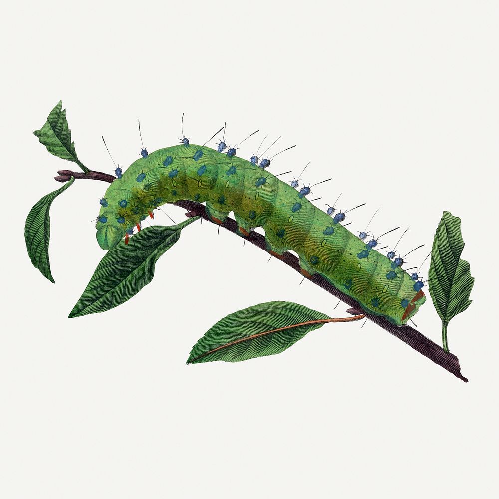 Caterpillar illustration, vintage insect painting
