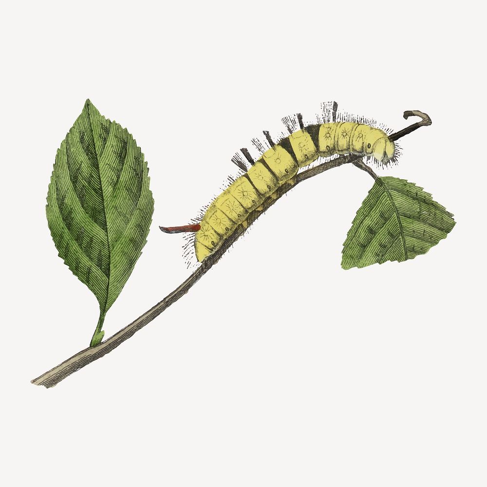 Caterpillar collage element, vintage insect illustration vector