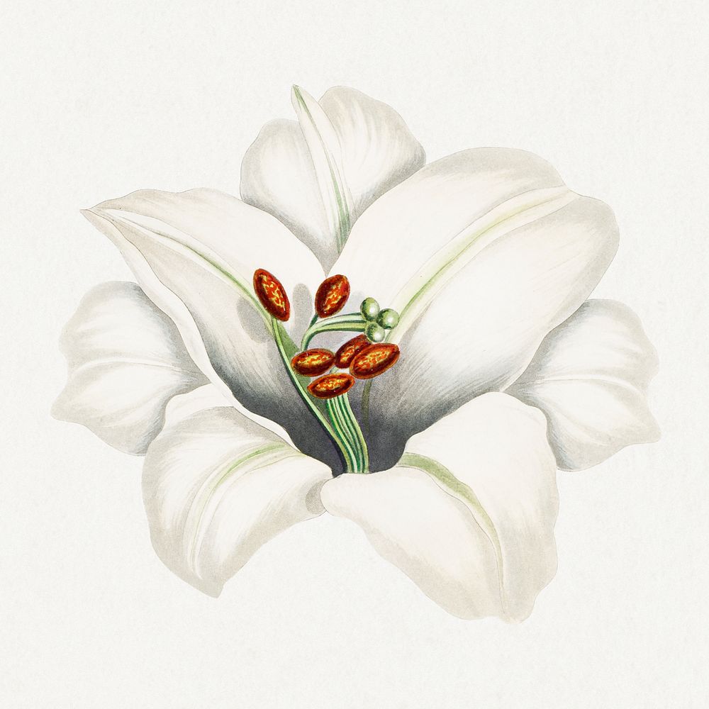 Vintage Japanese lily flower design element