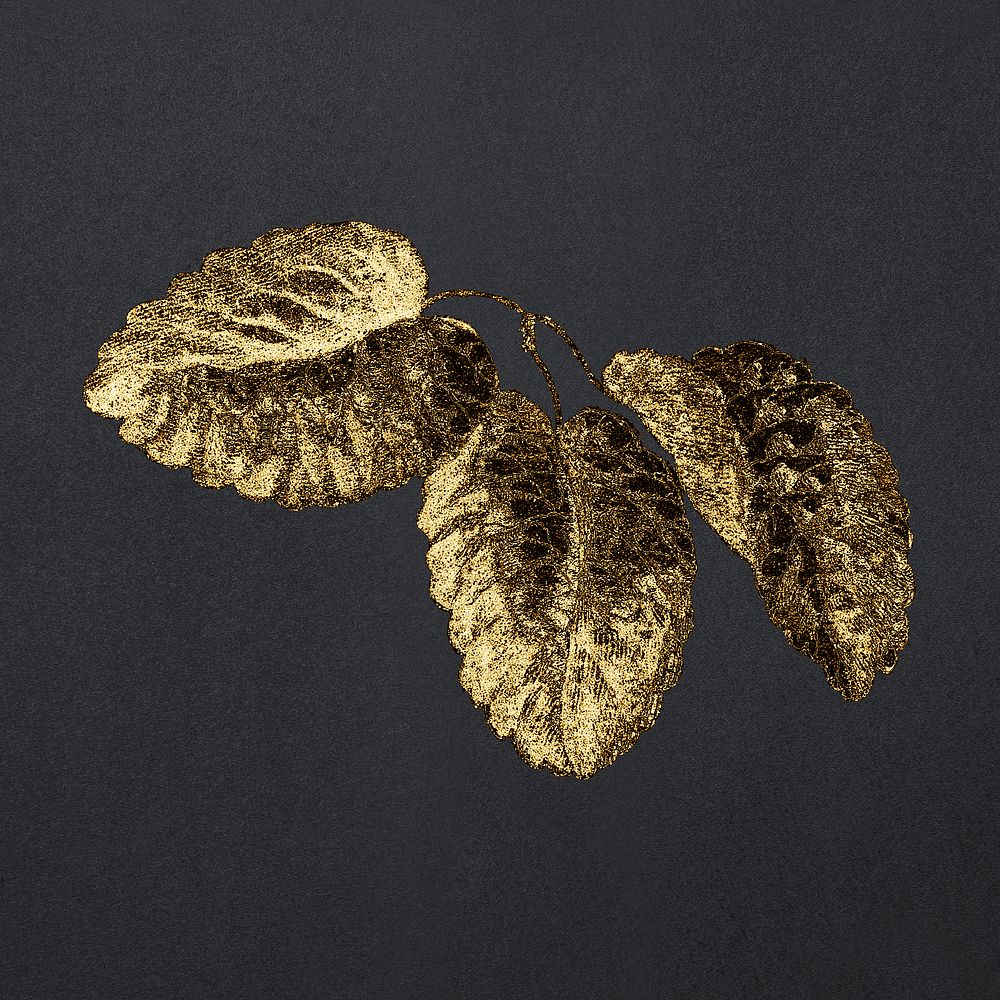 Vintage gold cabbage provence rose flower leaf design element