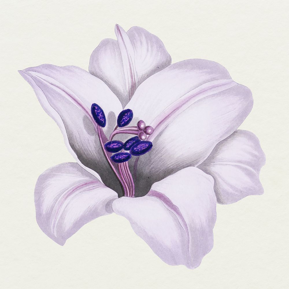 Vintage purple Japanese lily flower design element