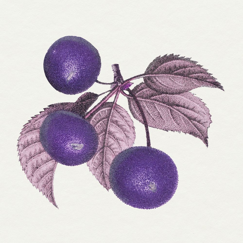 Vintage purplecherry fruit branch design element