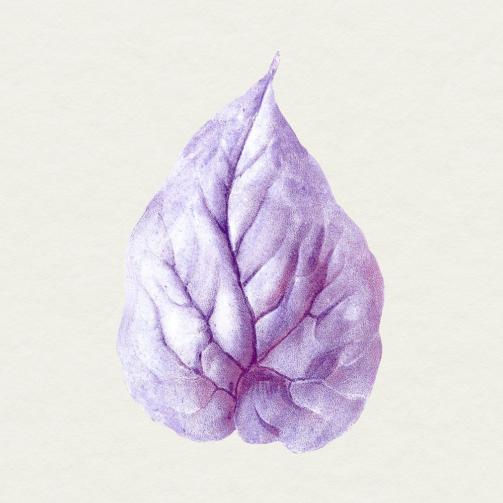 Vintage purple Japanese lily flower leaf design element