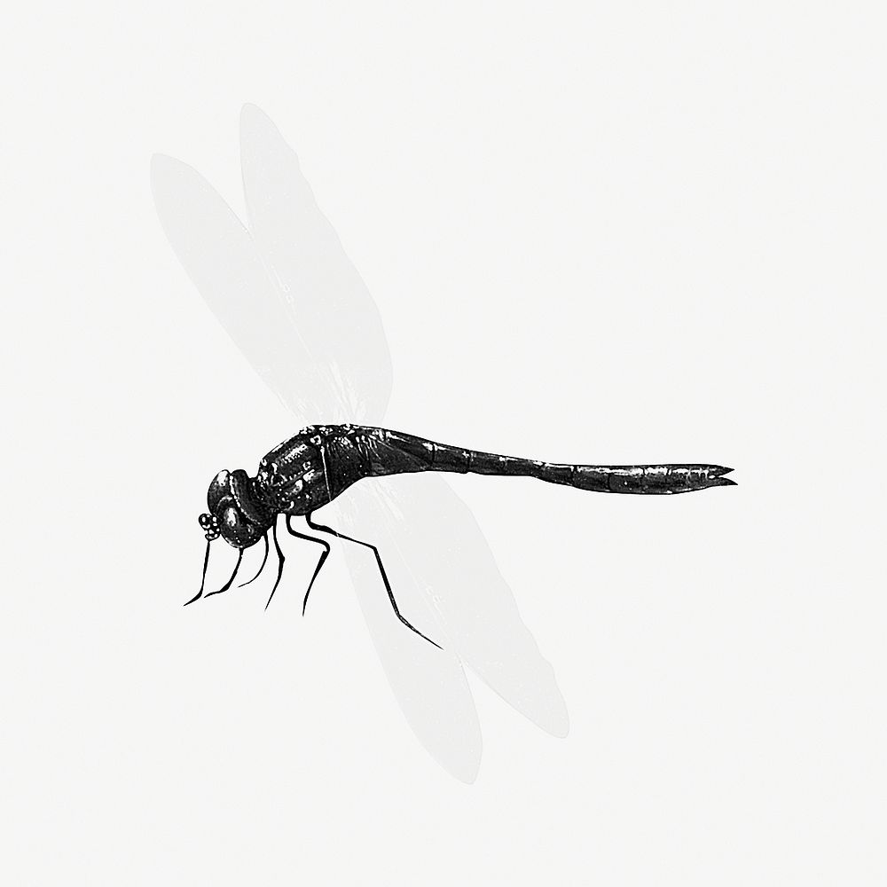 Vintage black and white dragonfly insect design element