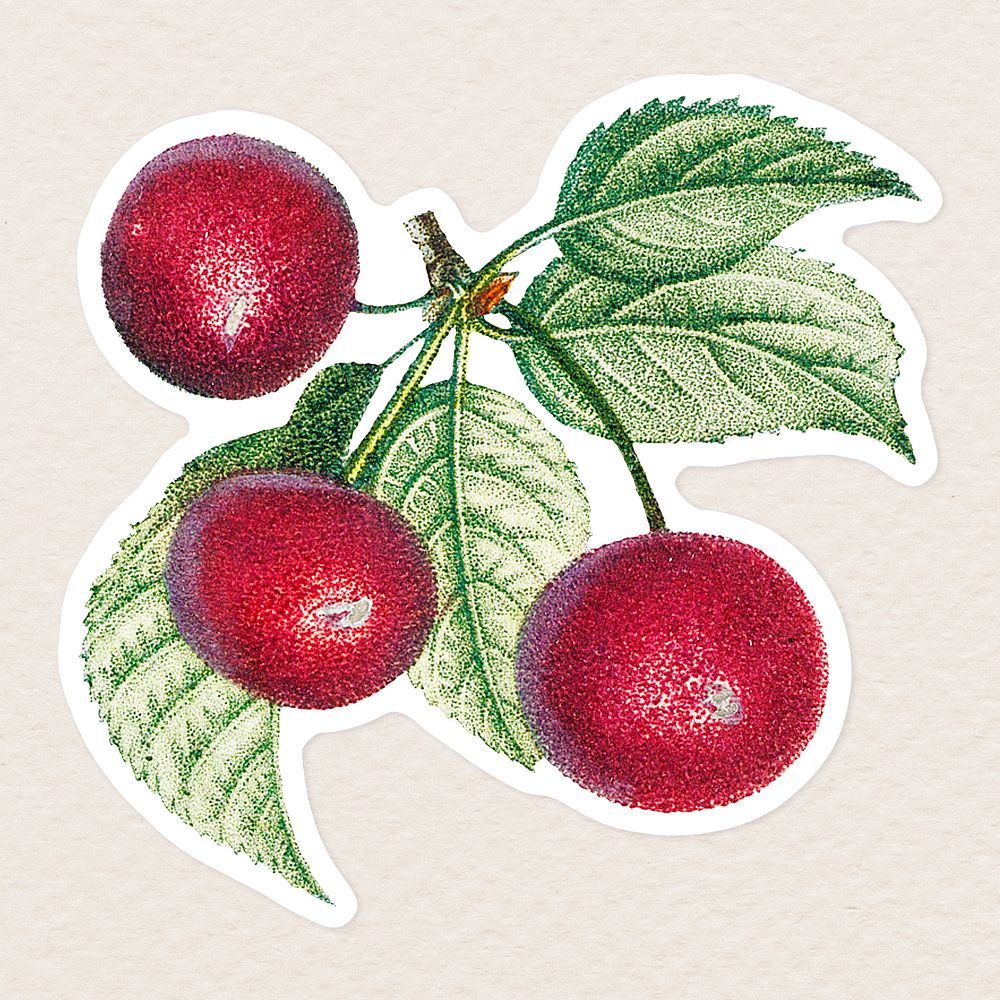 Vintage red cherry fruit branch sticker with white border