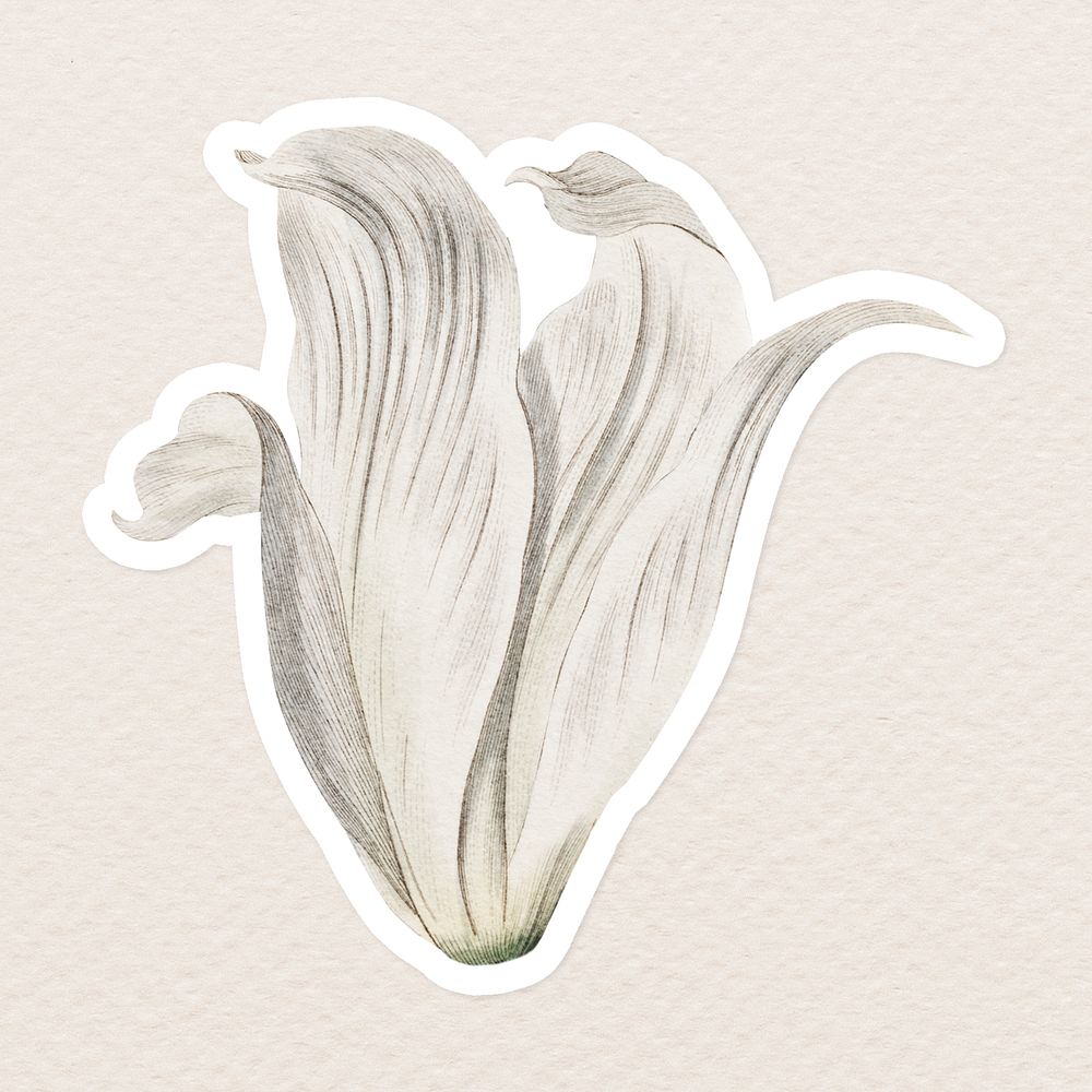 Vintage white cape-coast lily flower sticker with white border