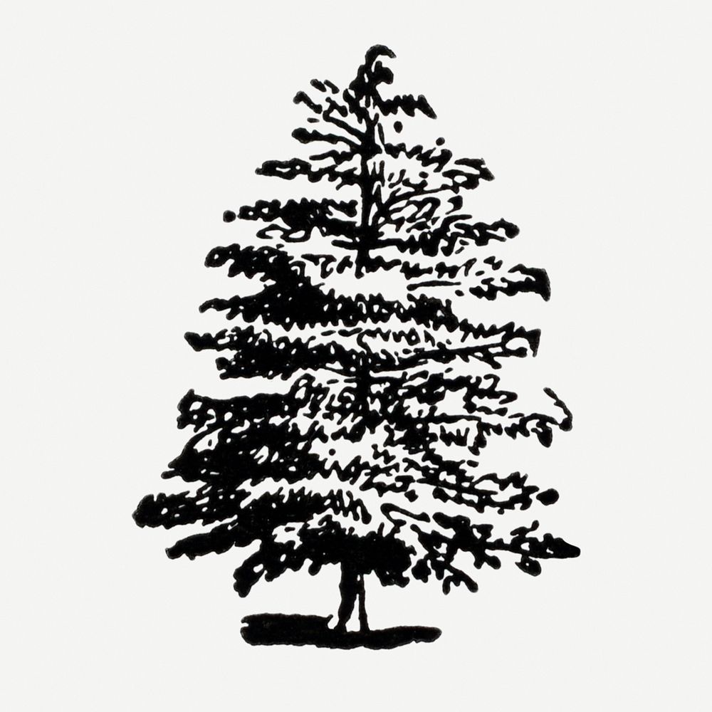 Oak tree sticker, black ink drawing psd, digitally enhanced from our own original copy of The Open Door to Independence…