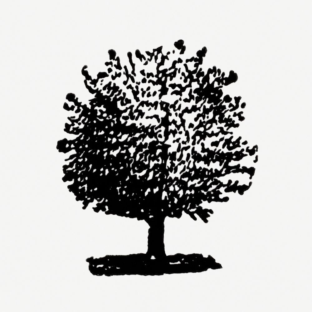 Apple tree illustration, hand drawn vintage style, digitally enhanced from our own original copy of The Open Door to…
