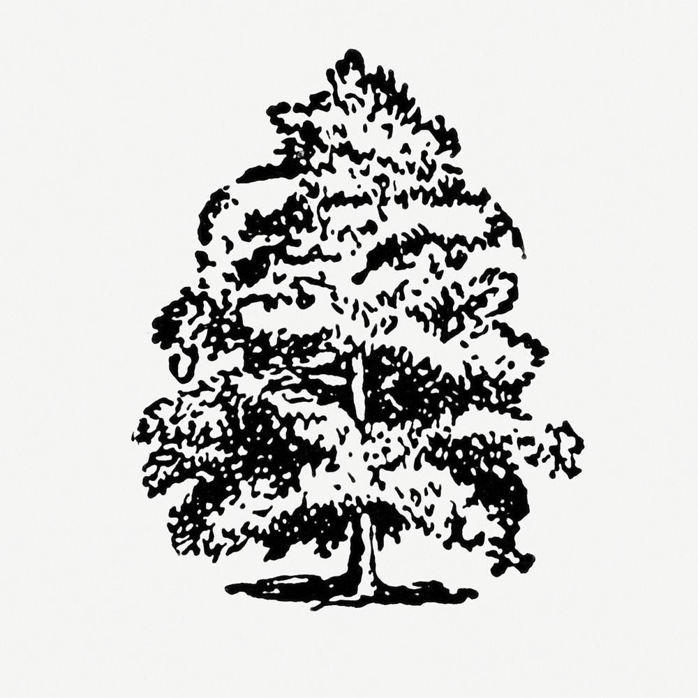 Oak tree hand drawn illustration, digitally enhanced from our own original copy of The Open Door to Independence (1915) by…