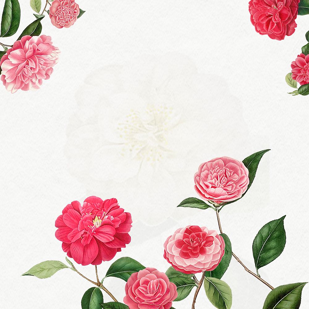 Vintage Camellia frame illustration