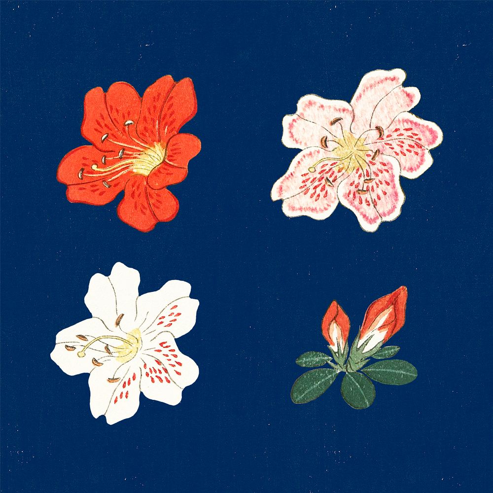 Japanese azalea floral ornamental element set, artwork remix from original print by Watanabe Seitei