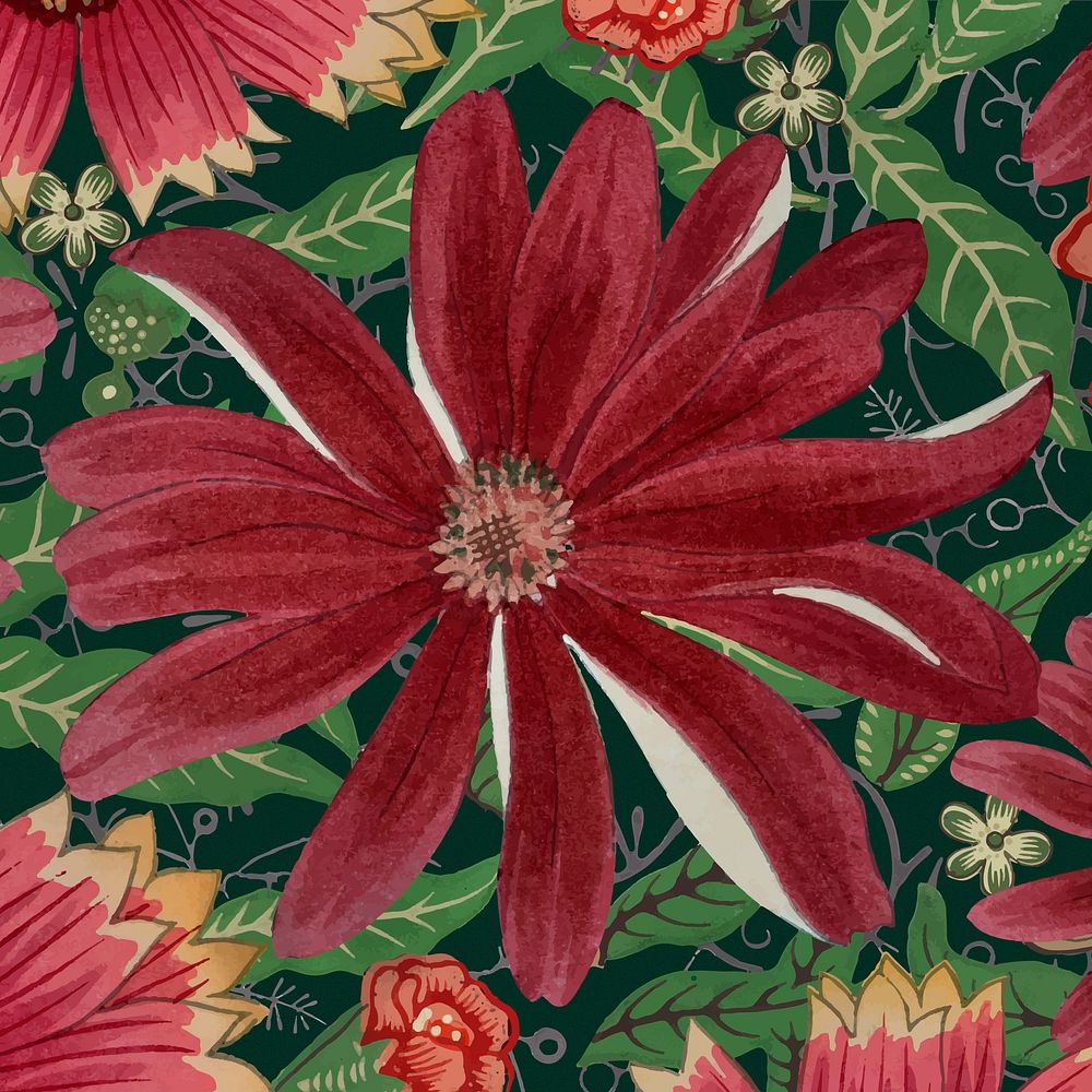 Cineraria flower background, vintage Japanese art vector