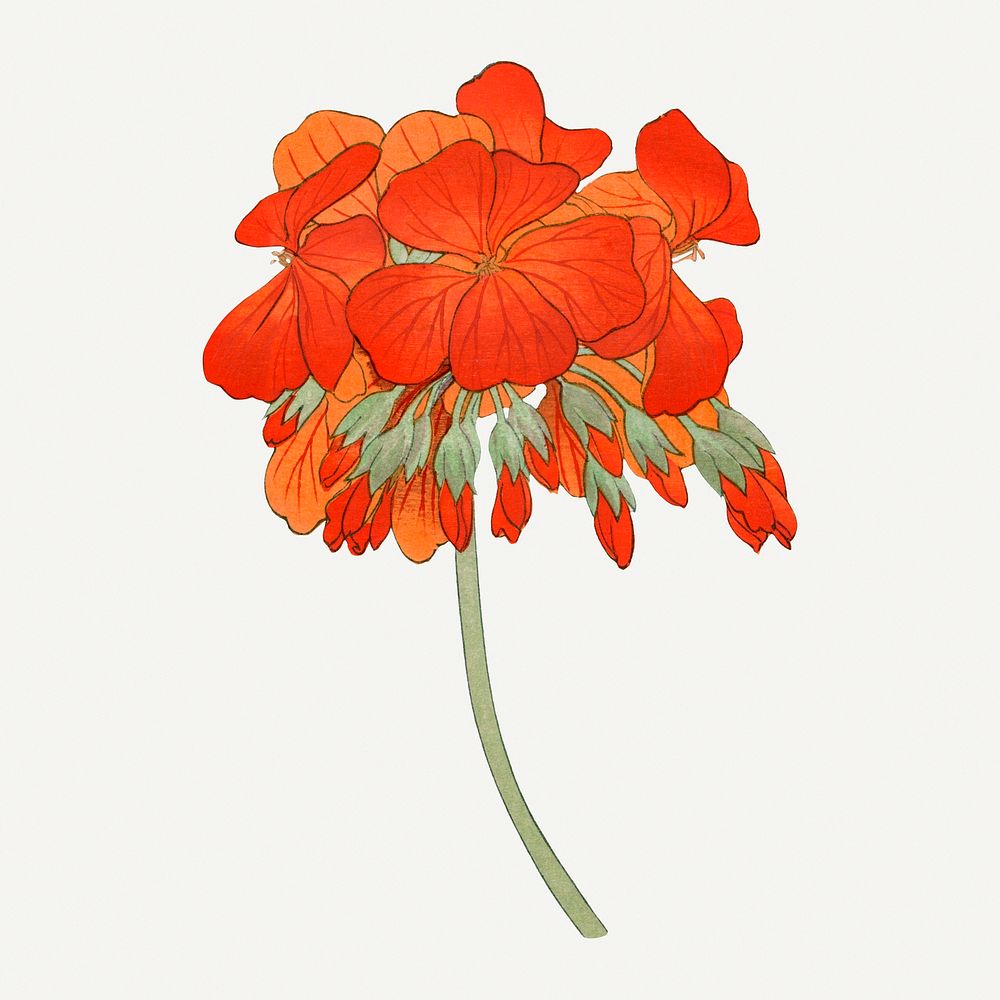 Geranium flower illustration, vintage Japanese art