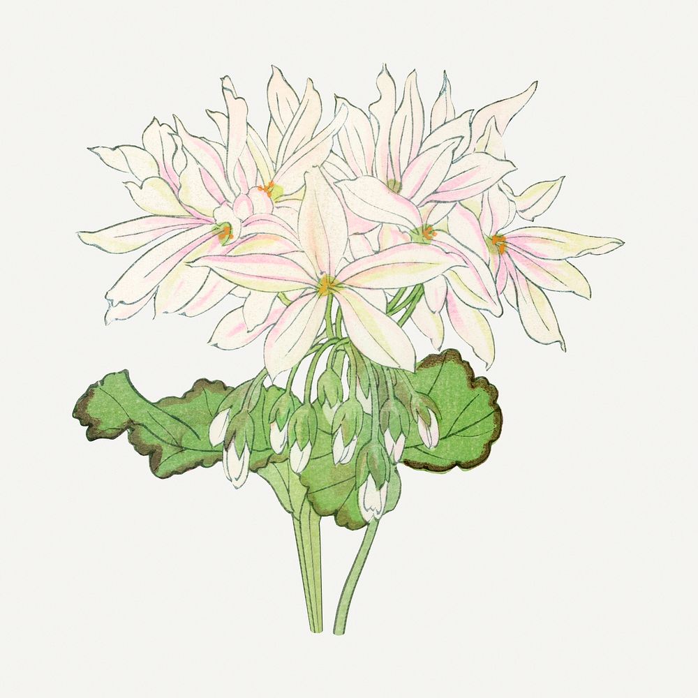 White geranium flower illustration, vintage Japanese art