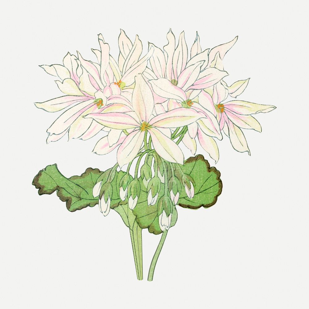White geranium flower illustration, vintage Japanese art psd