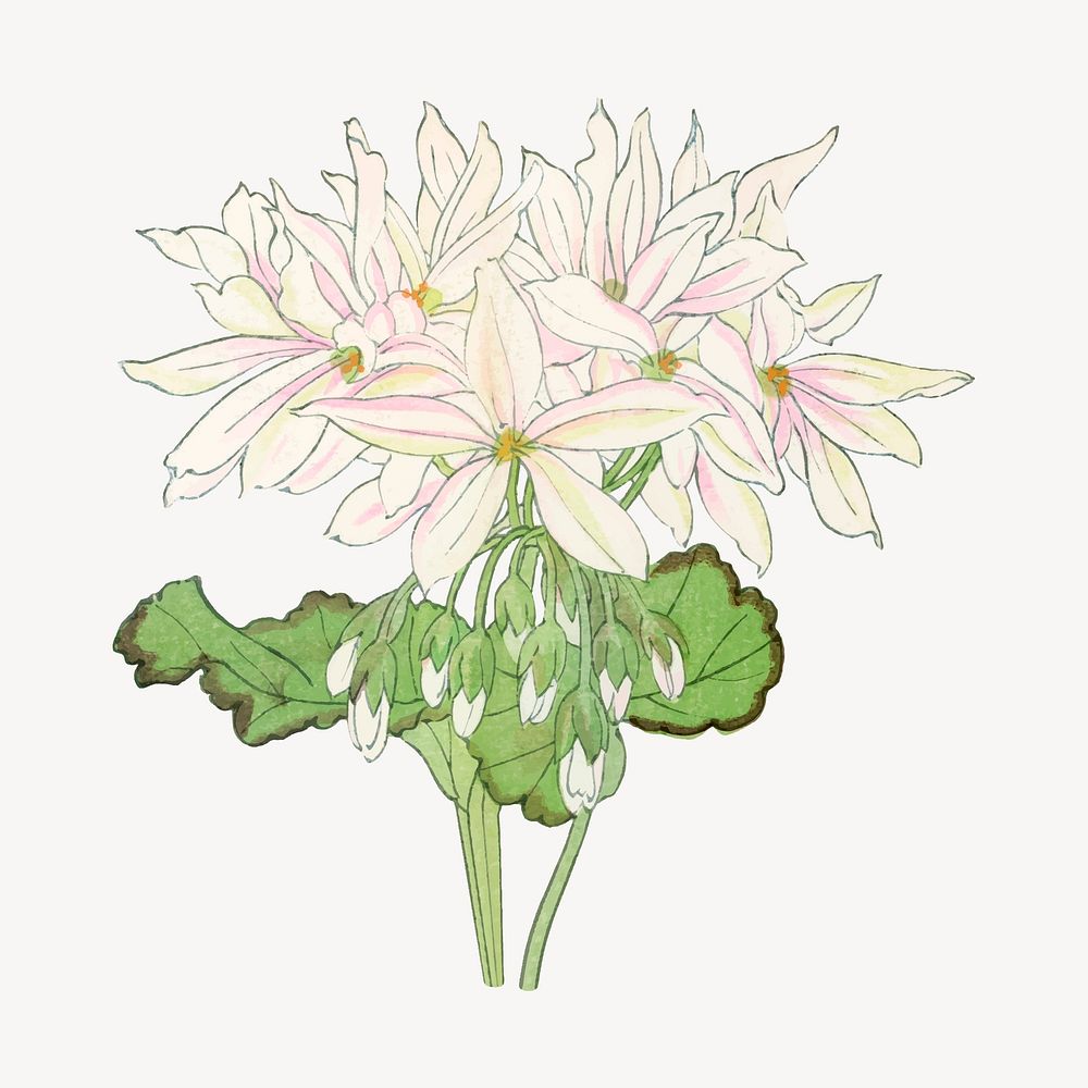 White geranium flower illustration, vintage Japanese art vector