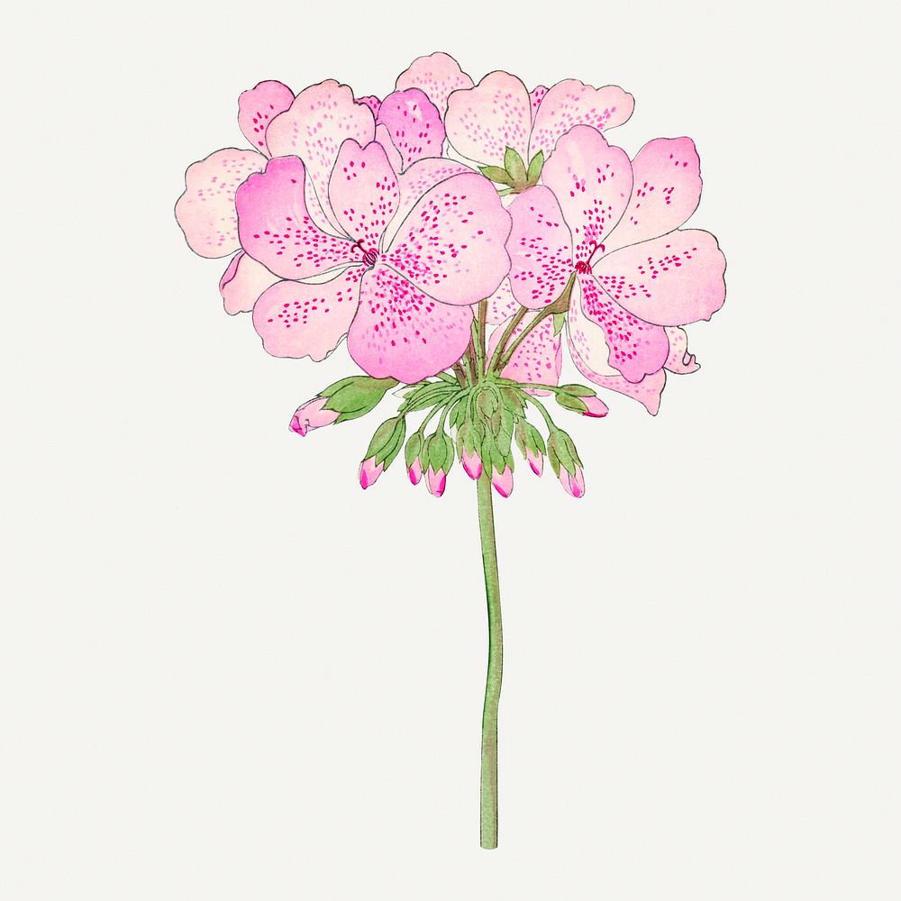 Pink geranium flower clipart, vintage Japanese art